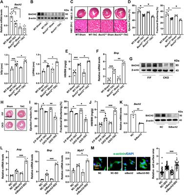 Protections of transcription factor BACH2 and natural product myricetin against pathological cardiac hypertrophy and dysfunction